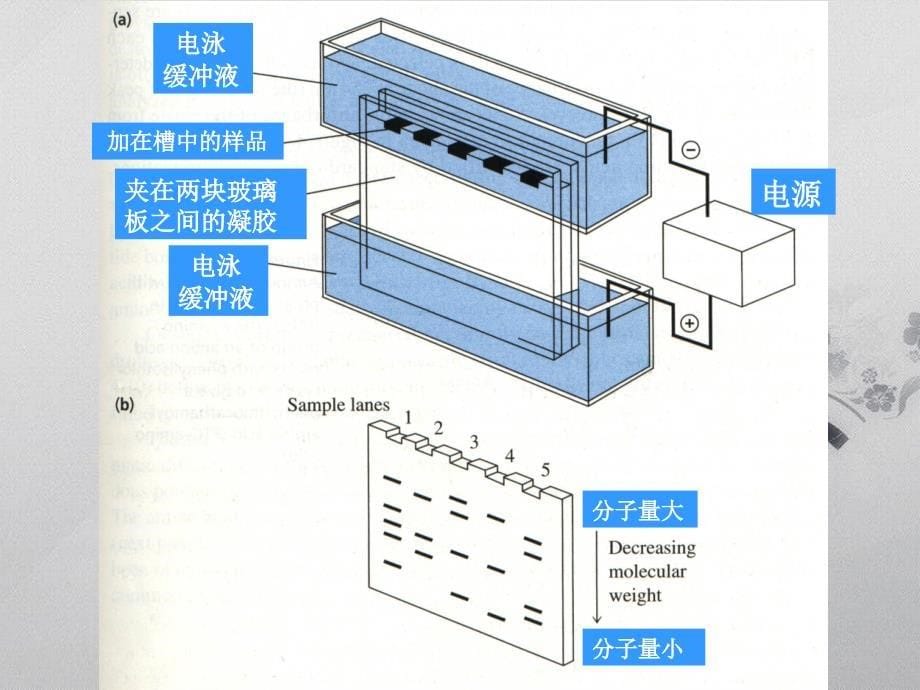 《同工酶实验》课件_第5页