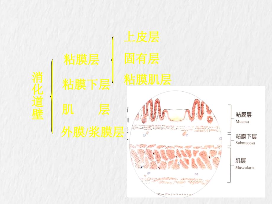 消化系统疾病精心整理版_第4页