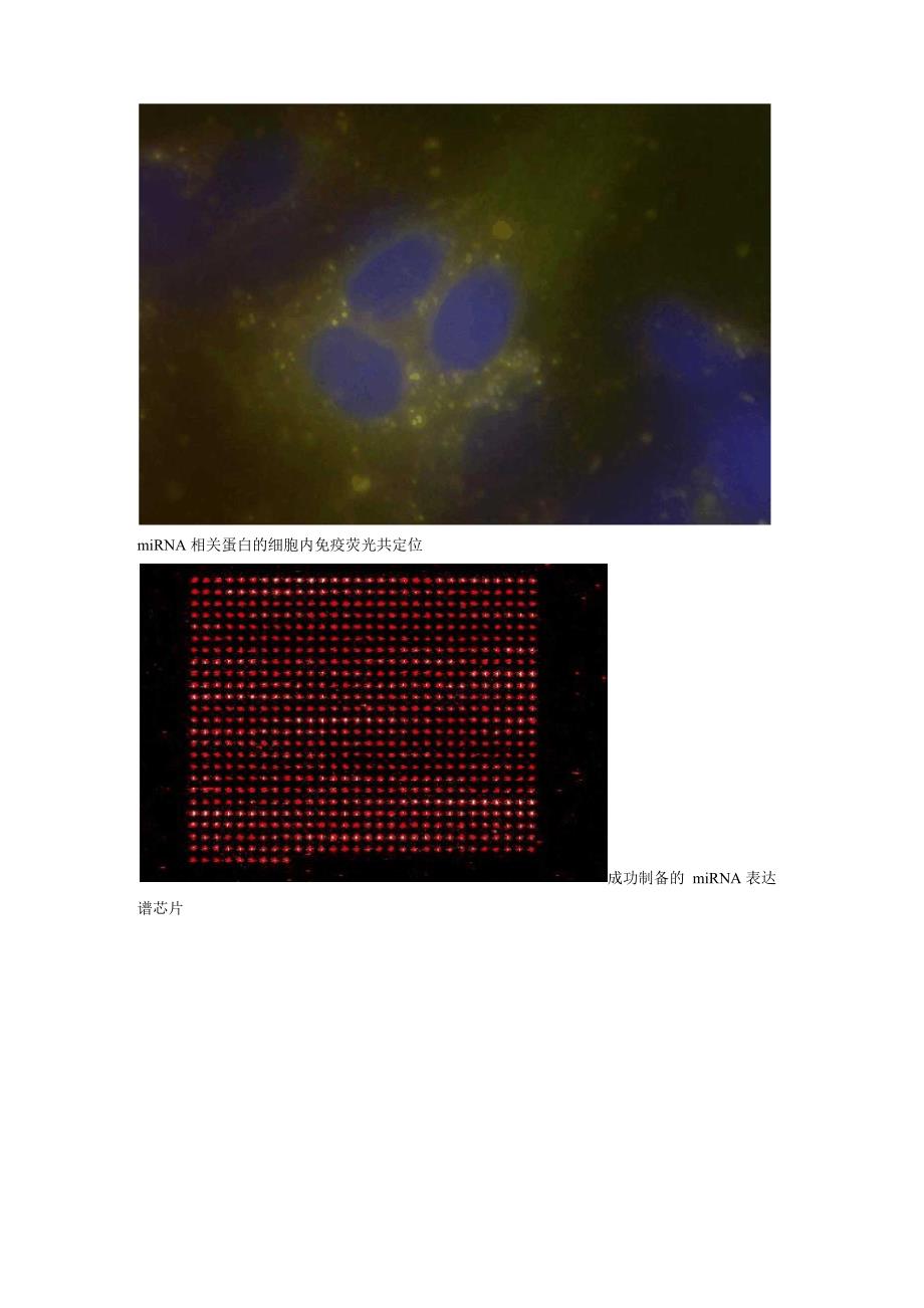 microRNA克隆和功能鉴定_第2页