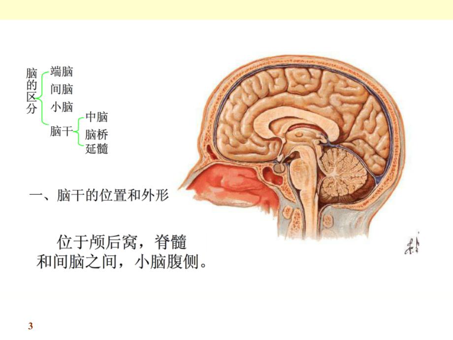 人体解剖学课件：脑干_第3页