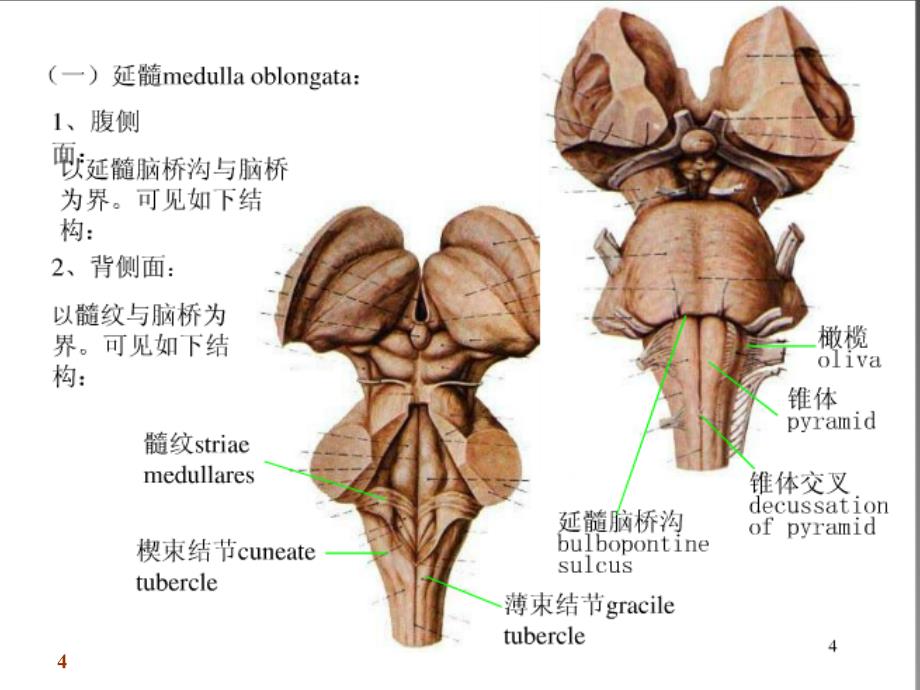 人体解剖学课件：脑干_第4页