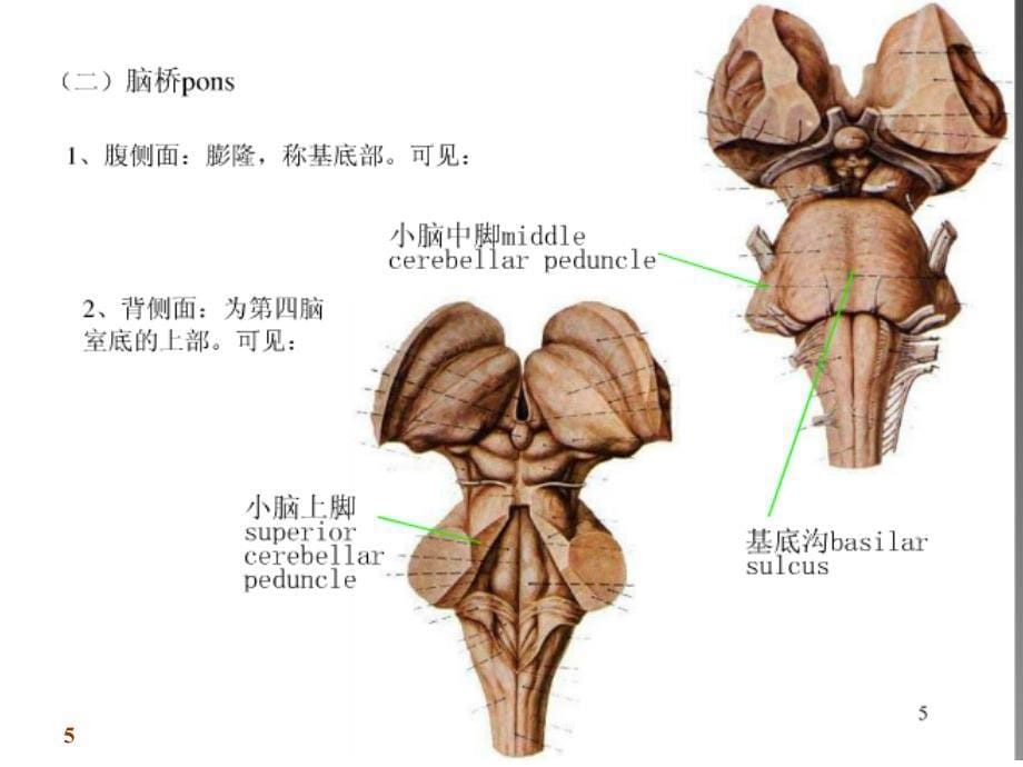 人体解剖学课件：脑干_第5页