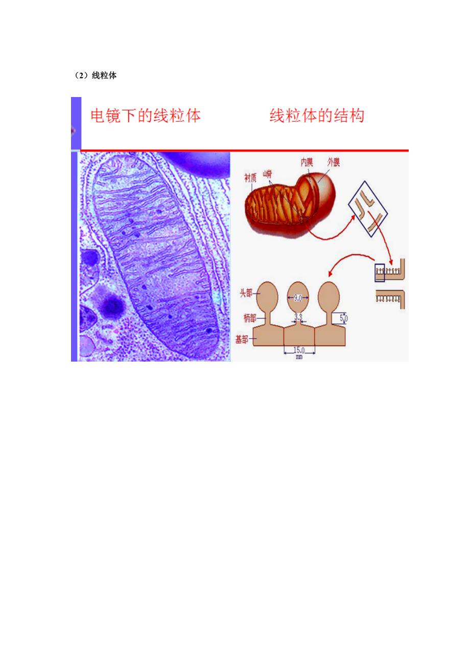 植物细胞结构2_第3页