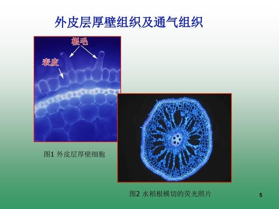 环境因子对水稻根系的影响_第5页