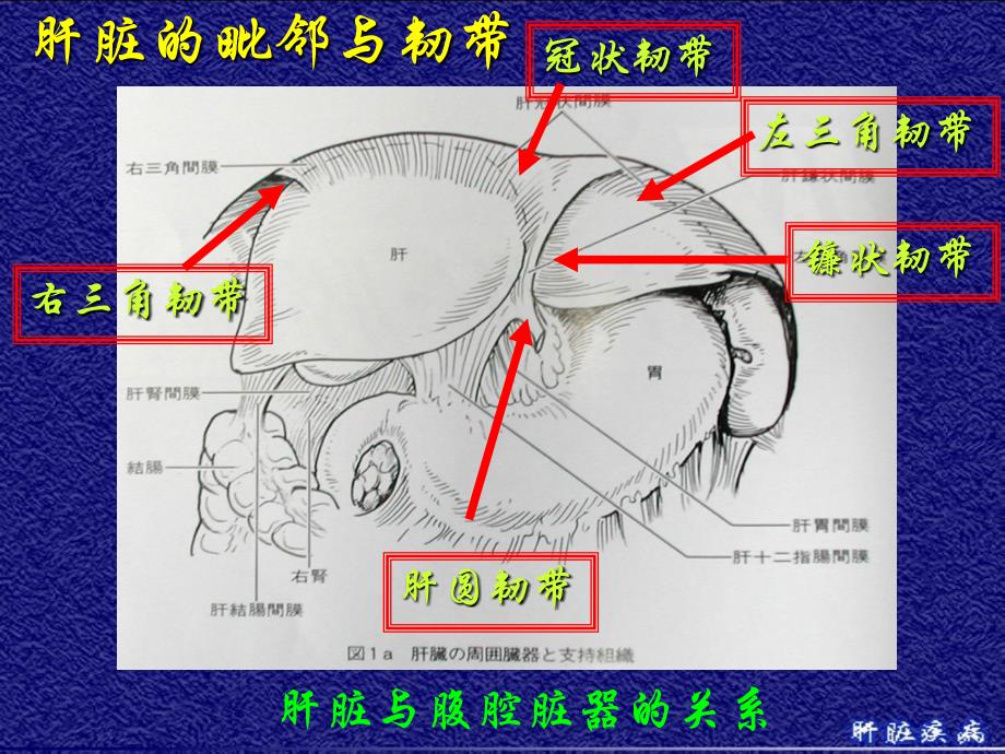 肝脏疾病的诊断治疗课件_第4页