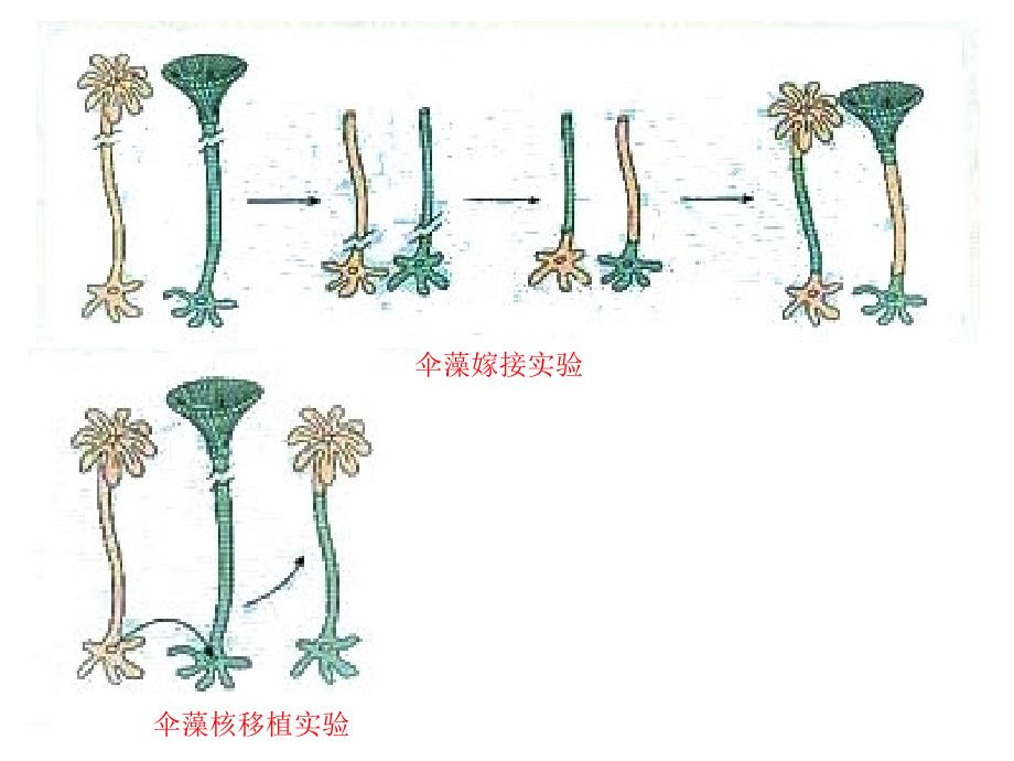 第3部分细胞授课人程华丽_第4页