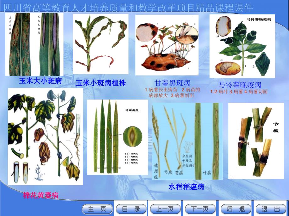 第六章作物抗病育种PPT课件_第4页