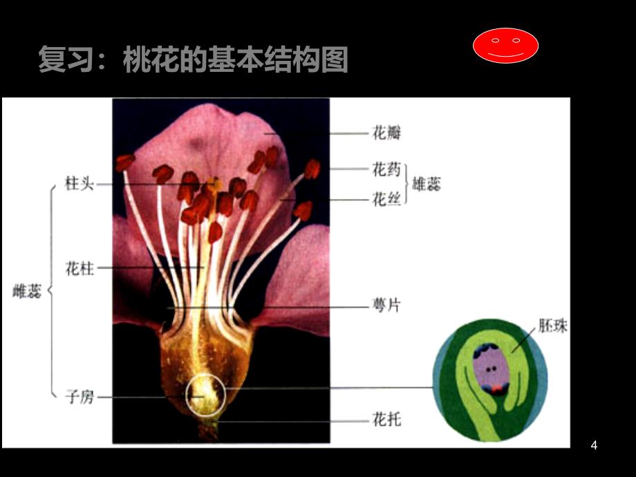 《第一节-植物的生殖》课件_第4页