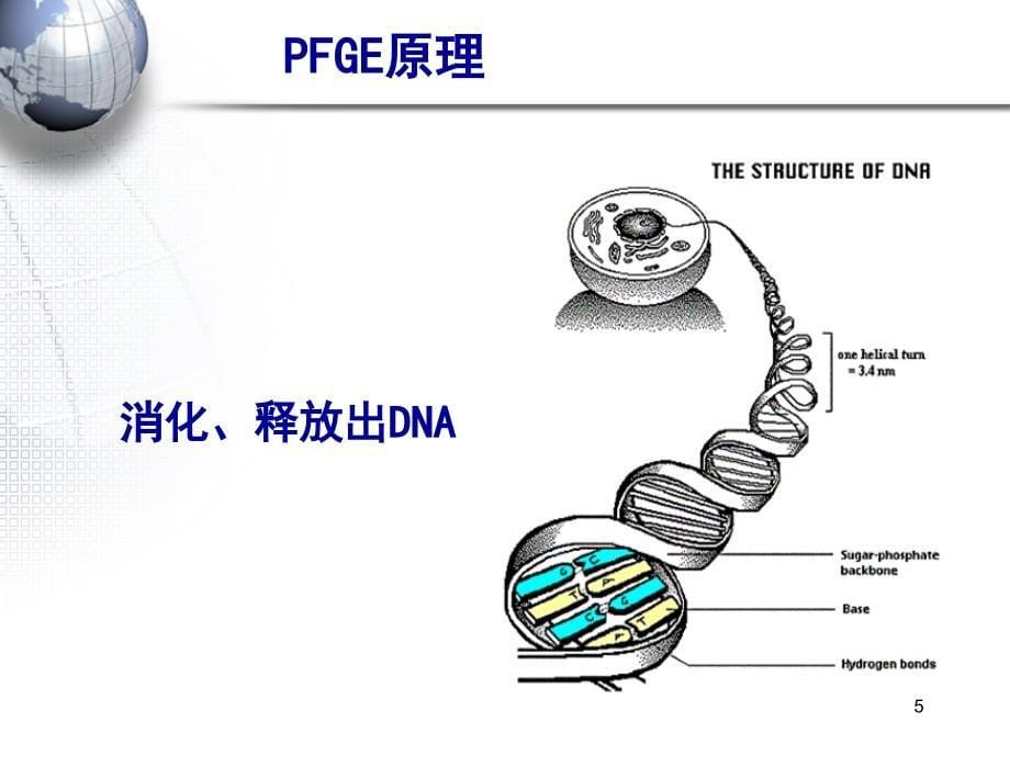 最新：分子分型在医院感染控制中的作用文档资料_第5页