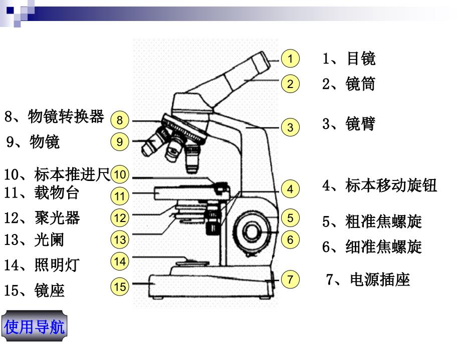 动物细胞形态观察.ppt_第3页