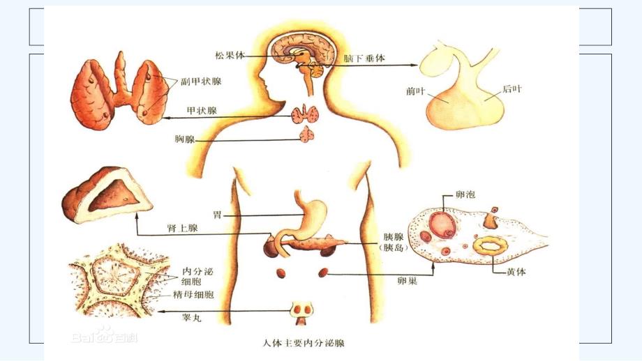 卵巢功能及其周期性变化ppt_第2页