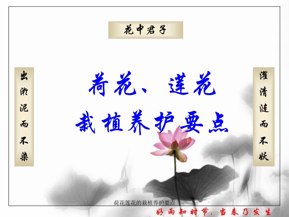 荷花莲花的栽植养护要点课件_第1页