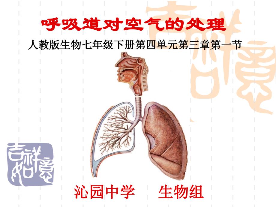 第一节呼吸道对空气的处理_第1页