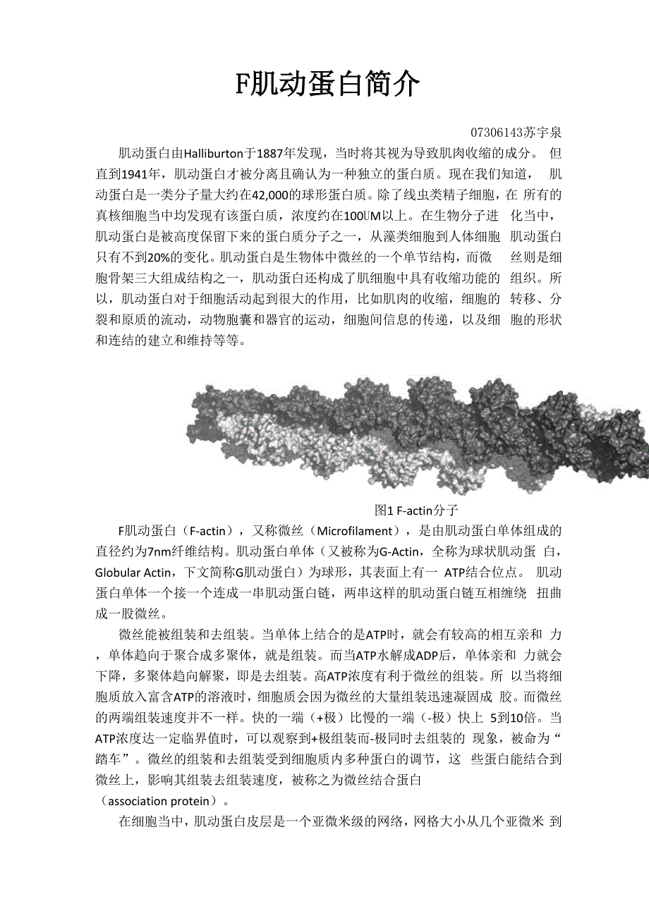 F肌动蛋白简介_第1页