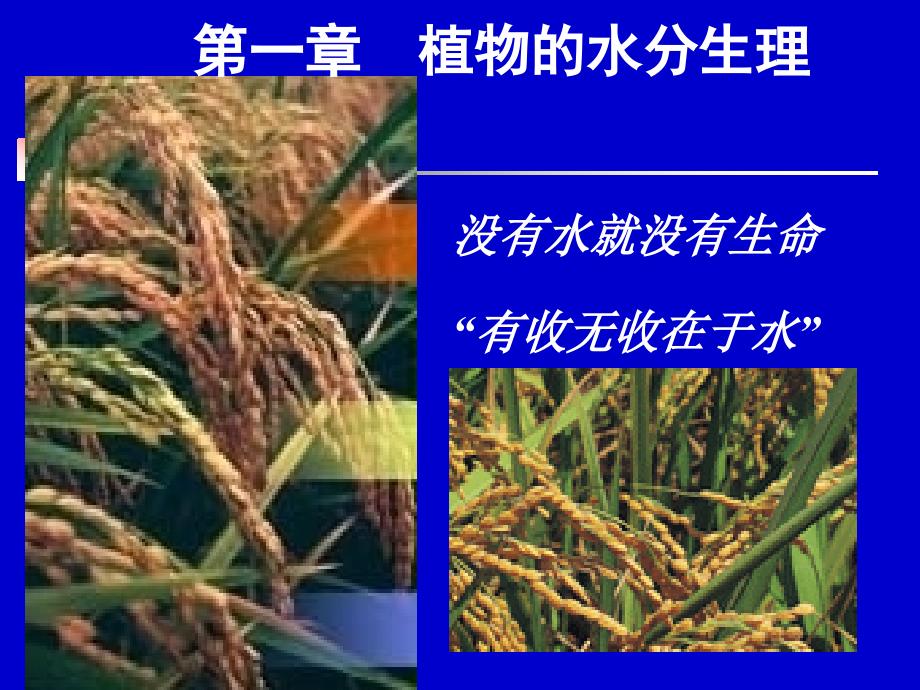 植物生理学：01水分_第1页