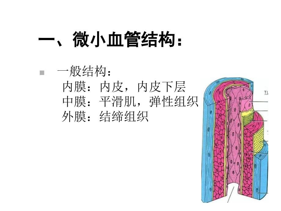 微小血管吻合技术课件_第3页