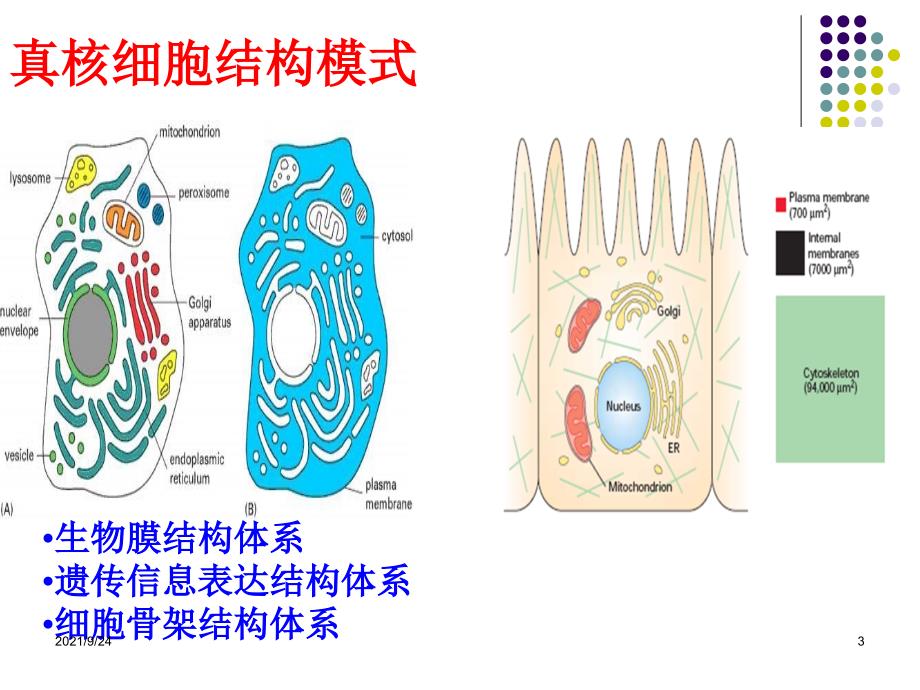 第四章细胞膜与物质的跨膜运输(一)_第3页