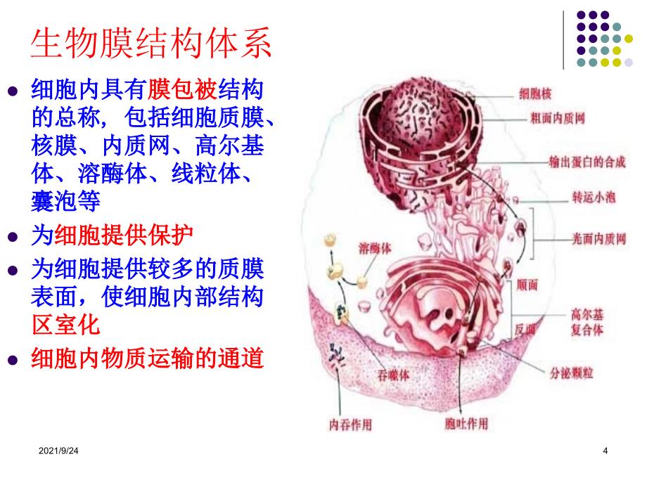 第四章细胞膜与物质的跨膜运输(一)_第4页