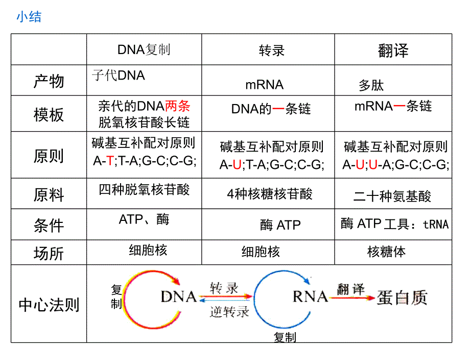 有丝与减数ppt课件_第1页