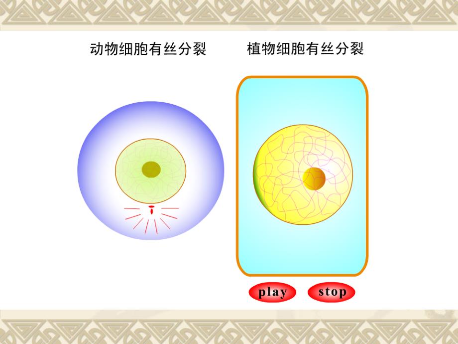 有丝与减数ppt课件_第3页