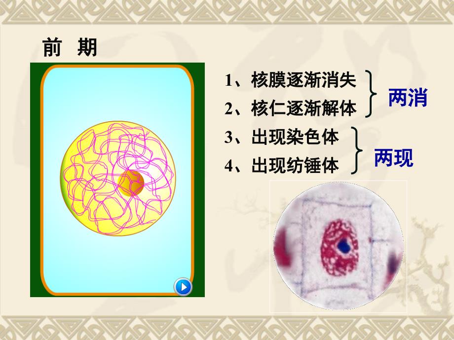 有丝与减数ppt课件_第4页