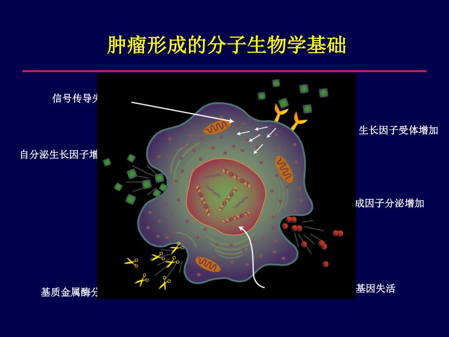 肺癌的早期诊断PPT课件_第4页