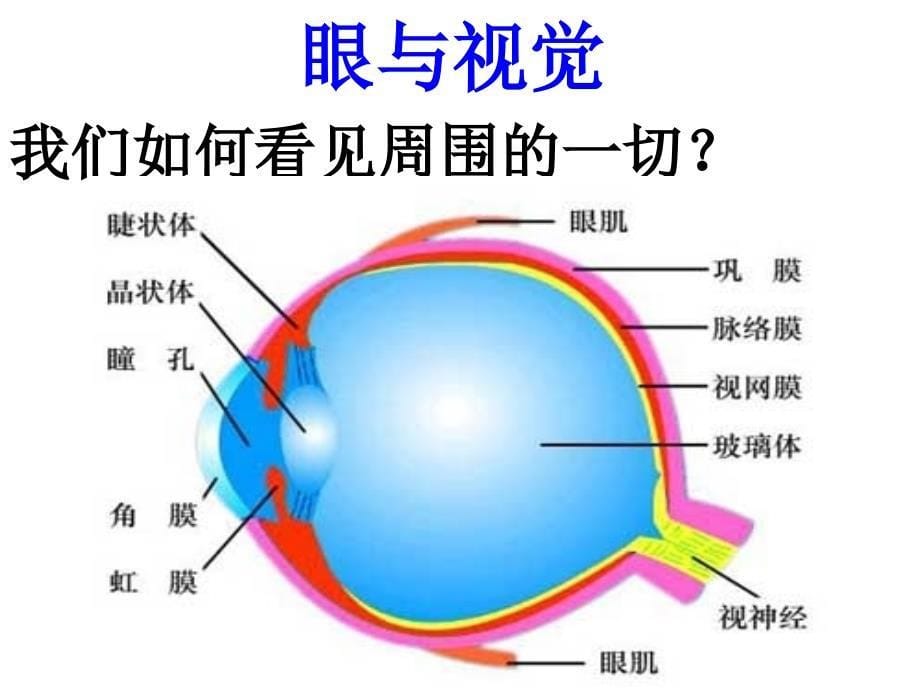 第三章人体的感觉_第5页