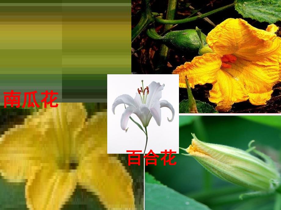 花的形态和结构_第2页