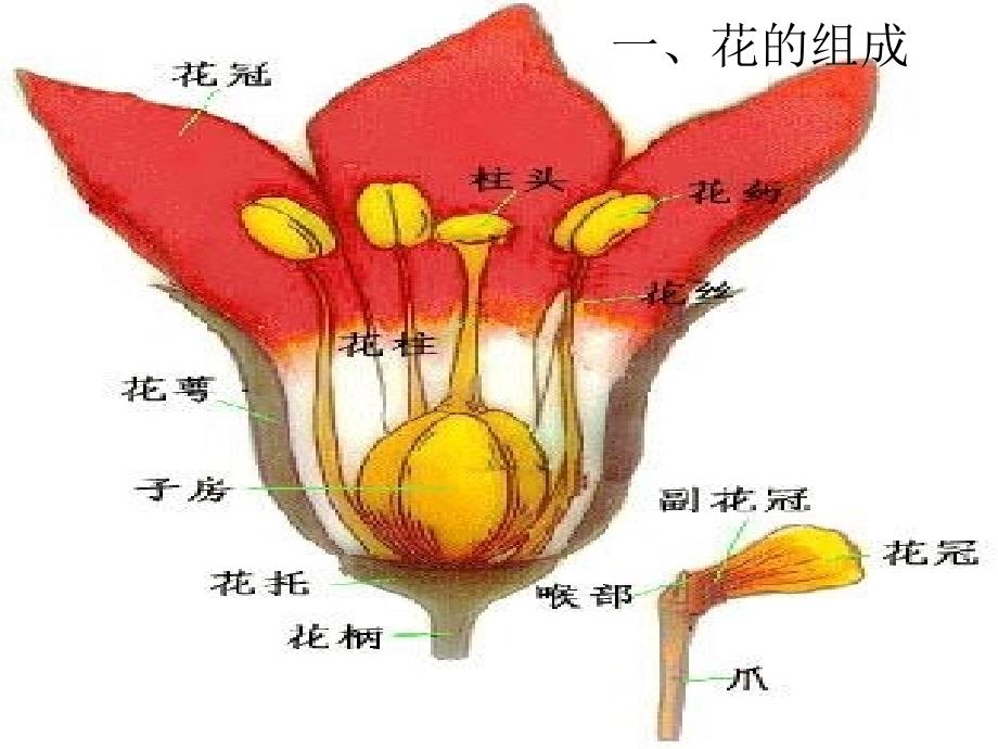 花的形态和结构_第4页