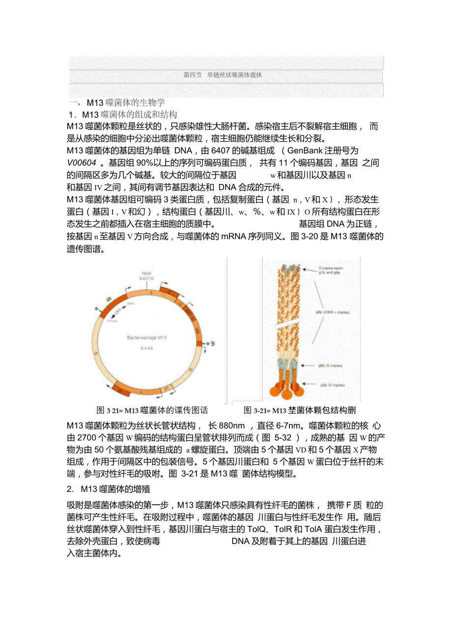 第四节单链丝状噬菌体载体_第1页