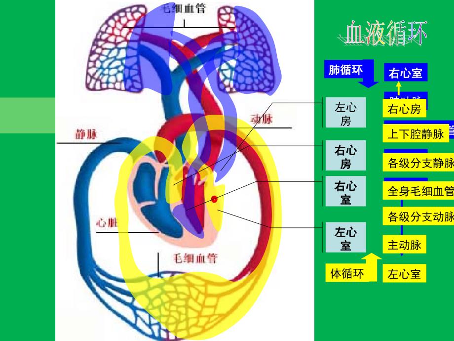 第四节输血和血型ppt课件_第1页