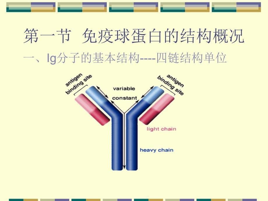 Ig的结构与功能_第5页