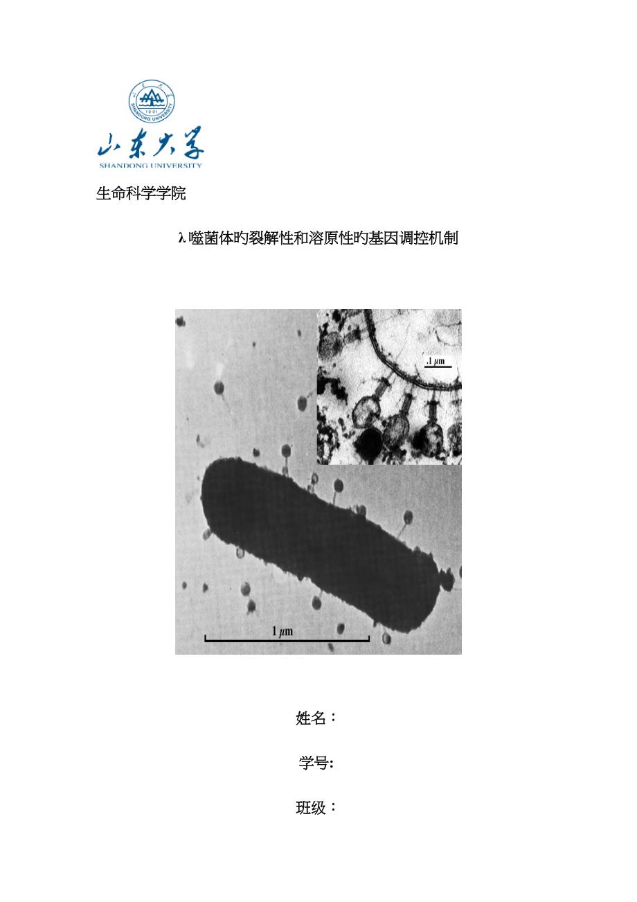 λ噬菌体的裂解性和溶原性_第1页
