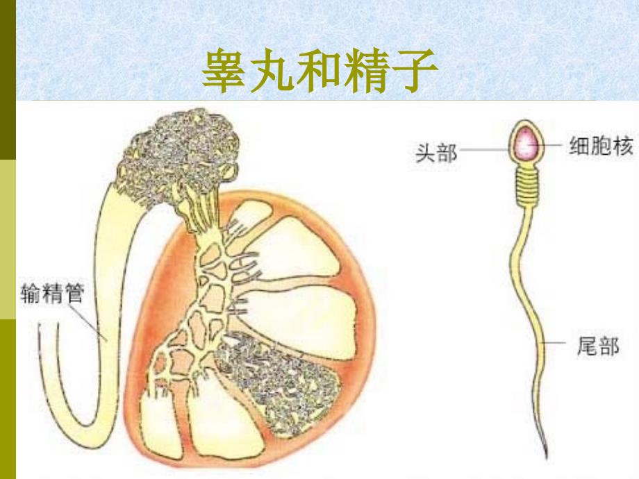 八年级生物第19章第1节人的生殖和发育课件北师大版_第5页