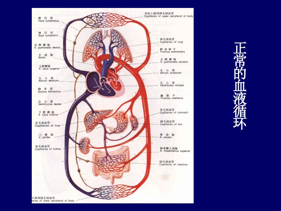 《局部血液循环障碍》PPT课件_第2页