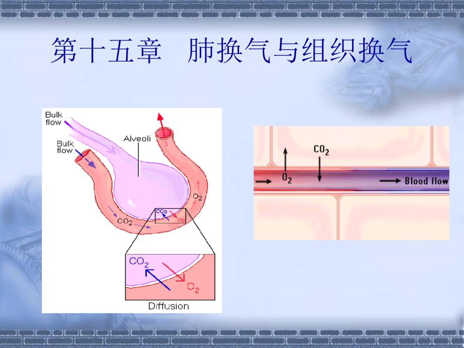 肺换气与组织换气_第1页