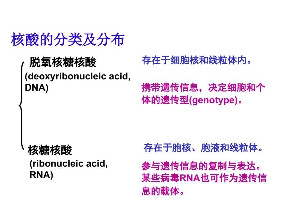 生物化学课件第三章 核酸化学_第5页