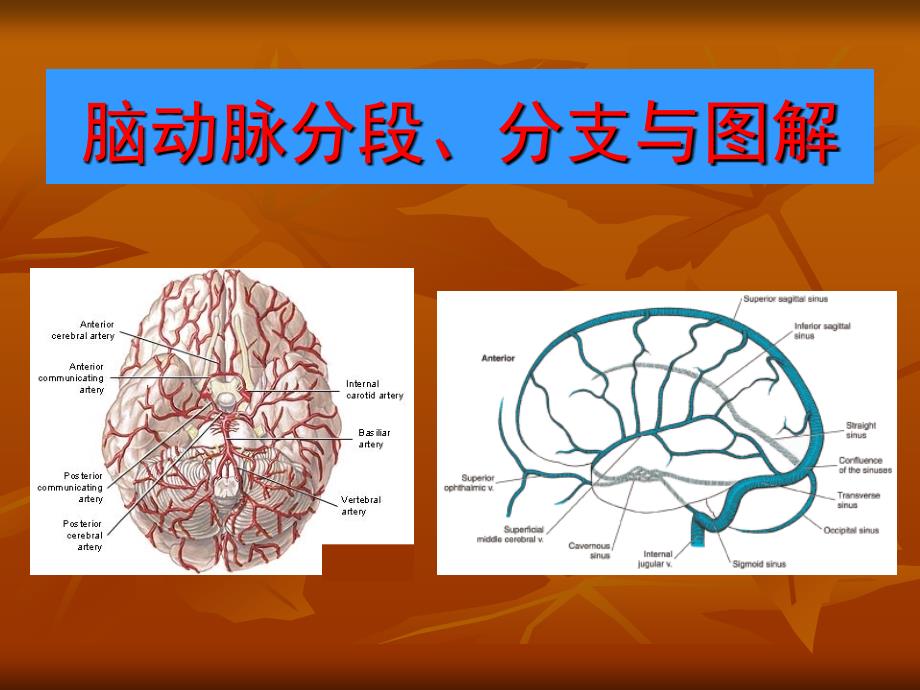 脑血管解剖图解.ppt_第2页