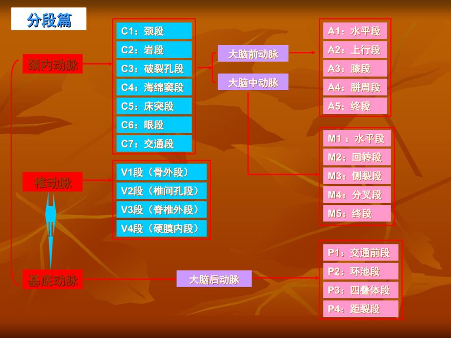 脑血管解剖图解.ppt_第3页