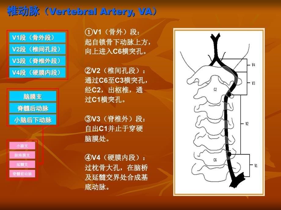 脑血管解剖图解.ppt_第5页