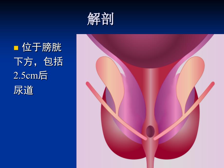 良前列腺增生病人的护理BenignProstaticHyperplasia_第3页