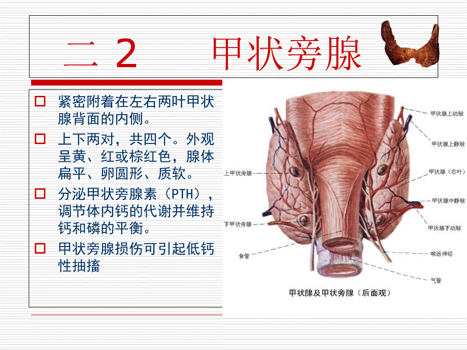 甲状腺肿瘤的护理PPT文档_第3页