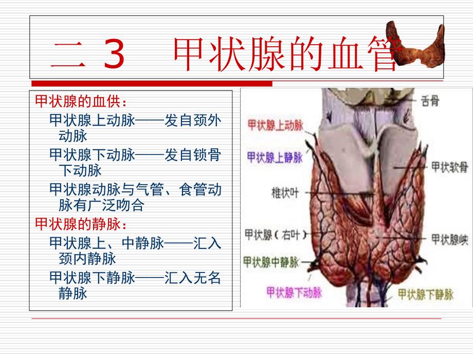 甲状腺肿瘤的护理PPT文档_第4页