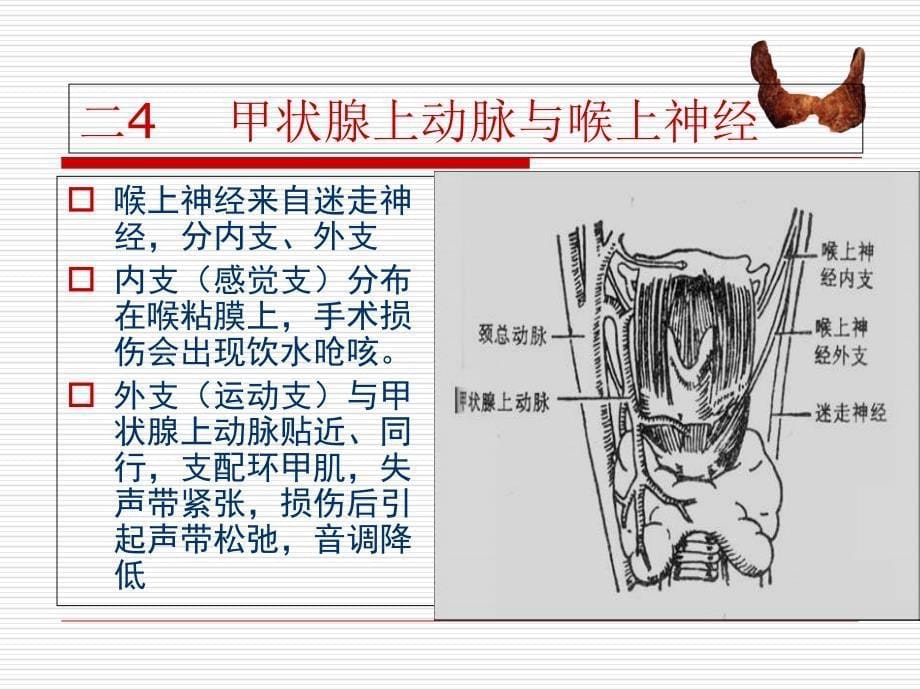 甲状腺肿瘤的护理PPT文档_第5页