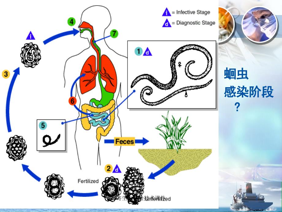 寄生虫检验技术课件_第2页