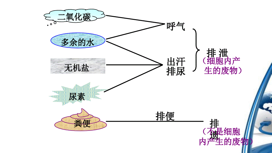 人体内废物的排出PPT课件_第3页