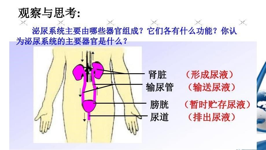 人体内废物的排出PPT课件_第5页