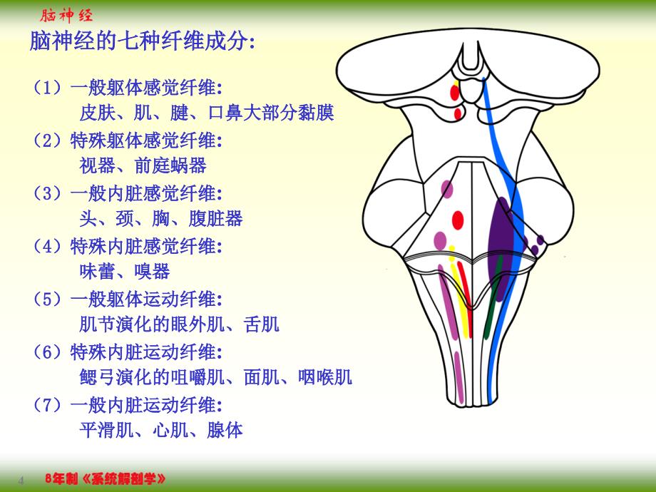 神经解剖学课件：18-2脑神经_第4页