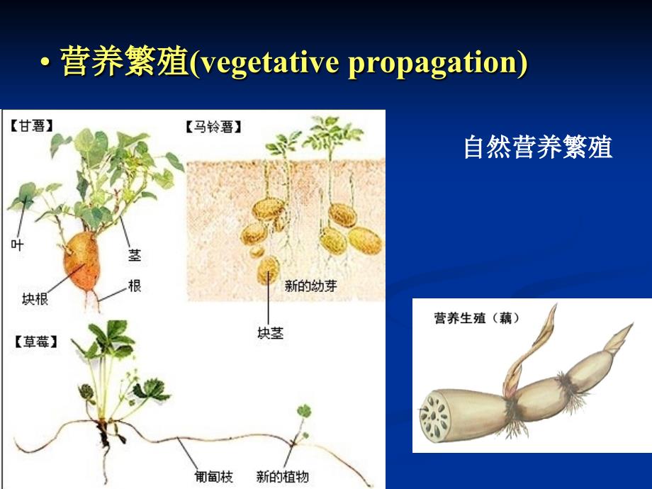 技能项目三花果实发育知识讲解_第2页