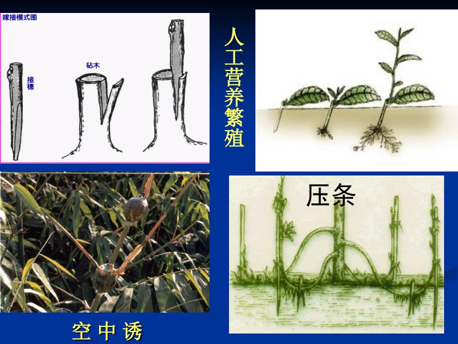 技能项目三花果实发育知识讲解_第3页